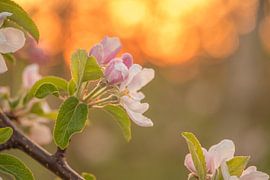 Fleurir sur Moetwil en van Dijk - Fotografie
