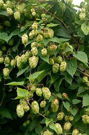 Humulus lupulus van Richard Wareham