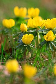 Charmantes lueurs d'hiver