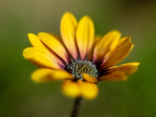 Margriet Close up