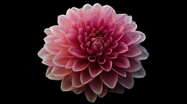 Panoramic portrait of a dahlia flower by TheXclusive Art