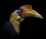 Neushoornvogel von Ron Meijer Photo-Art Miniaturansicht