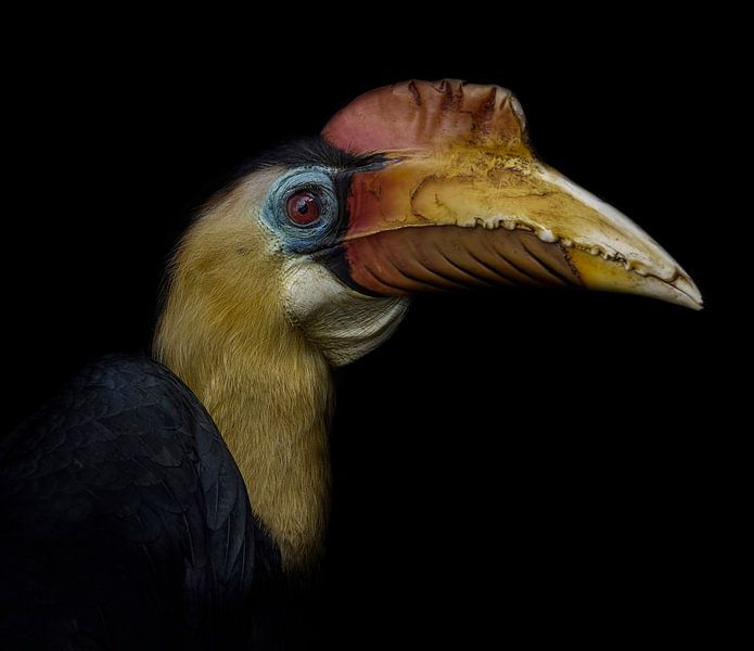 Neushoornvogel von Ron Meijer Photo-Art