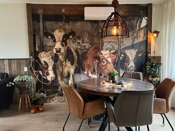 Customer photo: Dutch cows in an old barn by Inge Jansen, as wallpaper