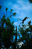 Zanzibar Fringe Monkey