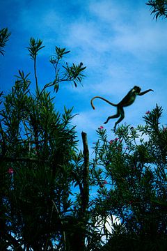 Zanzibar Fringe Monkey sur Lisette van Leeuwen