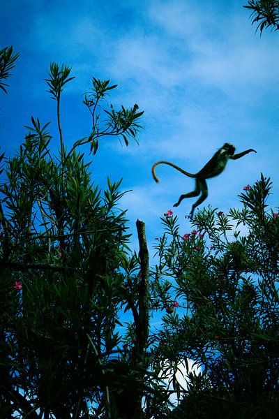 Zanzibar Fringe Monkey par Lisette van Leeuwen