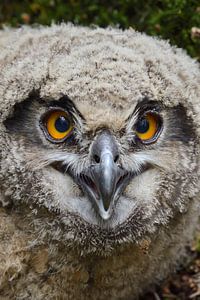 Uhu ( Bubo bubo ), Jungvogel, Ästling am Boden (nach Sprung aus dem Nest ), Kopfporträt, schielender