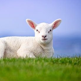 Lamb on Texel. by Justin Sinner Pictures ( Fotograaf op Texel)