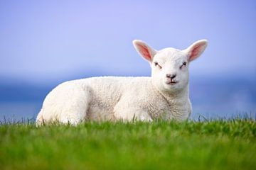 Lamb on Texel. by Justin Sinner Pictures ( Fotograaf op Texel)
