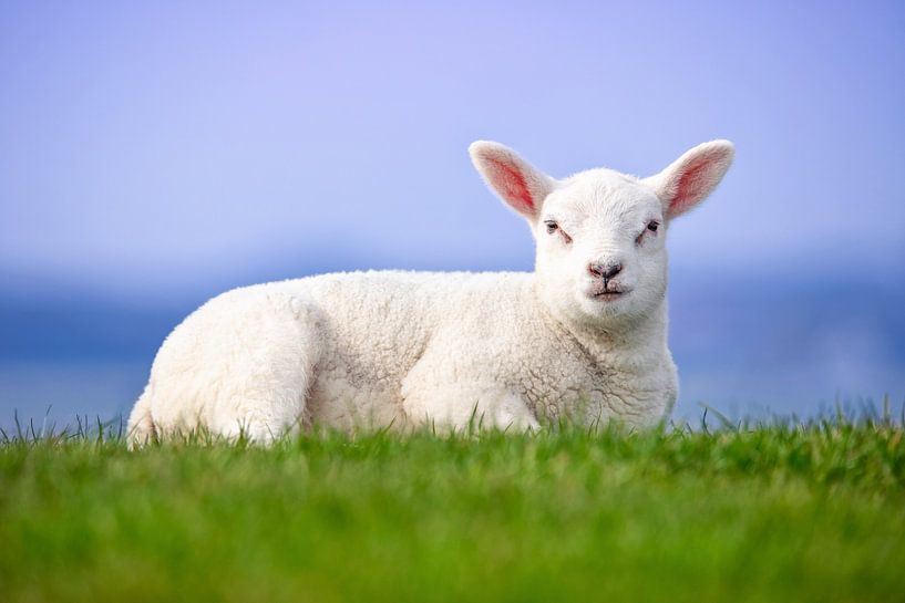 Lammetje op Texel. van Justin Sinner Photography ( Fotograaf op Texel)