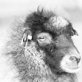 Ouessant sheep by Sabine Bouwmeester