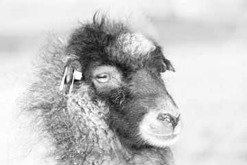 Ouessant sheep by Sabine Bouwmeester