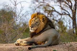 Le Lion sur Willem Vernes