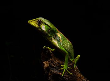 Die Geheimnisse des Regenwaldes