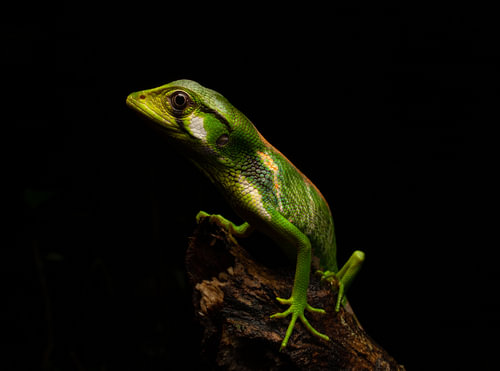 The mysteries of the rainforest
