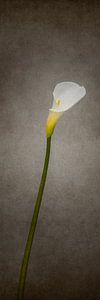 Sierlijke bloem - Calla No. 2 | Vintage Style Panorama van Melanie Viola