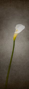 Grazile Blume - Calla Nr. 2 | Vintage-Stil Panorama von Melanie Viola