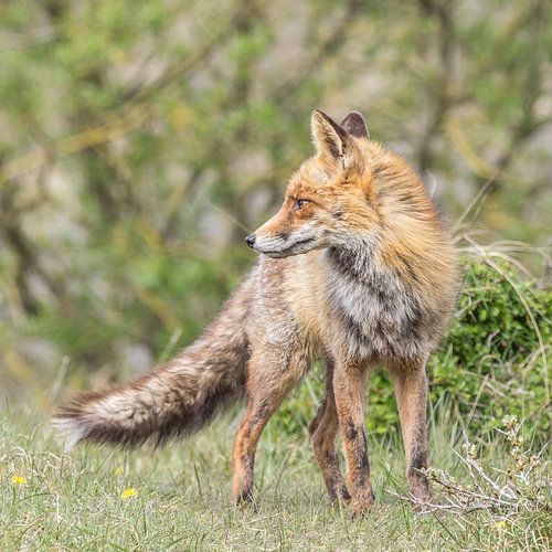  Fuchs auf seiner hut