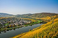 Pünderich on the Moselle, with the vineyards in autumn colours. by Jan van Broekhoven thumbnail