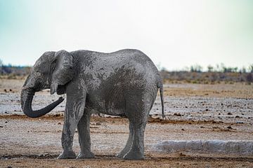 Elefant kühlt sich ab an einem Wasserloch in Namibia, Afrika von Patrick Groß