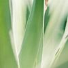 Zacht groene Agave bladeren van Diana van Neck Photography