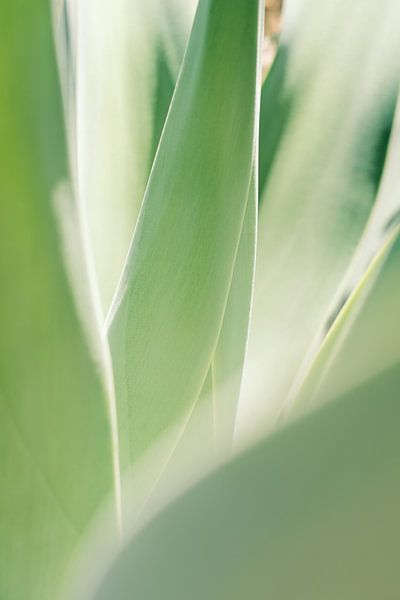Zacht groene Agave bladeren van Diana van Neck Photography