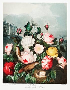 Rozen uit The Temple of Flora (1807) door Robert John Thornton. van Frank Zuidam