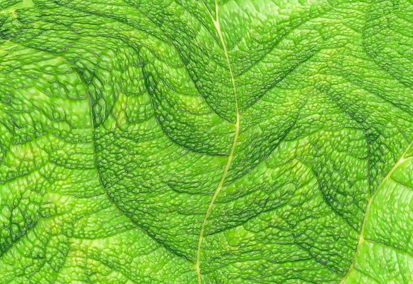 Gloedgroen helder blad van Frank Heinz