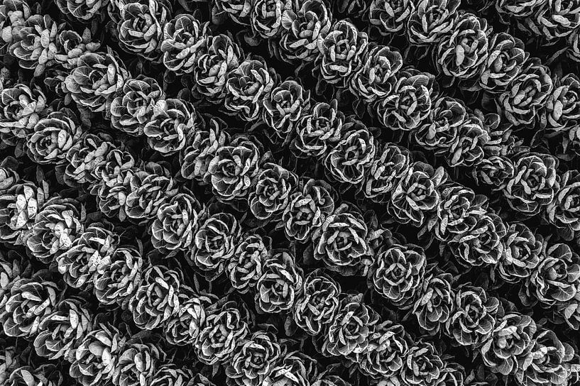Drone shot agricultural field by Marjolijn Maljaars
