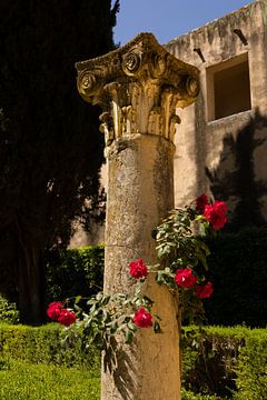 Pilier de rose sur Mirthe Scheringa