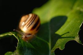 Tuinslak in het ochtendlicht