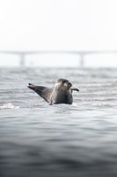 Zwaaiende zeehond | Natuurfotografie Zeeland