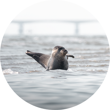 Zwaaiende zeehond | Natuurfotografie Zeeland van Dylan gaat naar buiten
