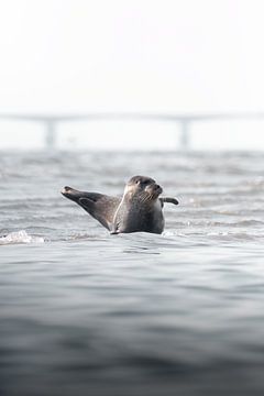 Winkender Seehund | Naturfotografie Zeeland von Dylan gaat naar buiten