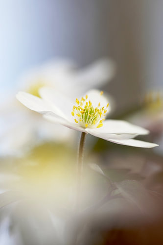 Anémone des bois - Macro