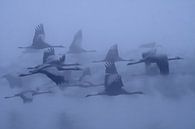 Cranes in the fog, yaki zander by 1x thumbnail