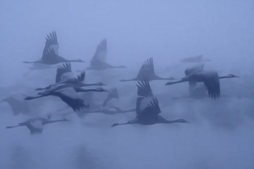 Grues dans le brouillard