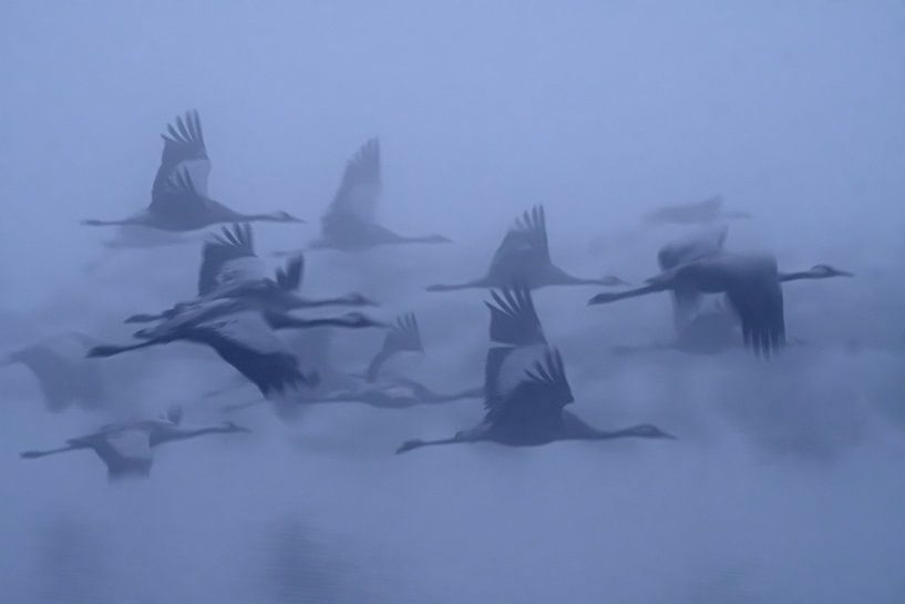 Cranes in the fog, yaki zander by 1x