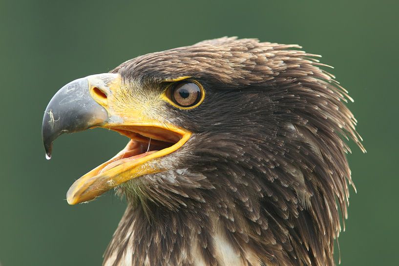 Amerikaanse Zeearend (Haliaeetus leucocephalus) van Ronald Pol