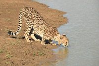 Drinkende cheeta