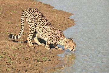 Drinkende cheeta