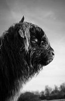 Veau écossais Highlander