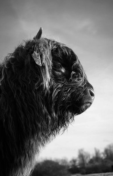 Veau écossais Highlander par Amber van der Velden