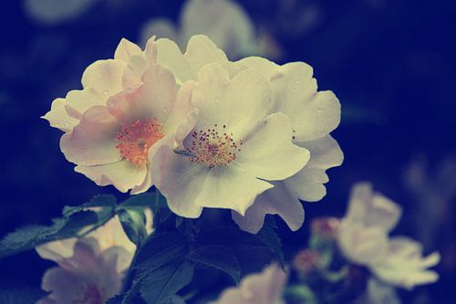 Vintage getinte mooie wilde witte roos