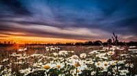 wild marguerites at sunset
