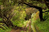 Levada wandelingen over het bloemeneiland Madeira van Paul Wendels thumbnail