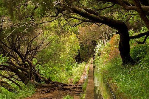 Levada-Wanderungen auf der Blumeninsel Madeira von Paul Wendels