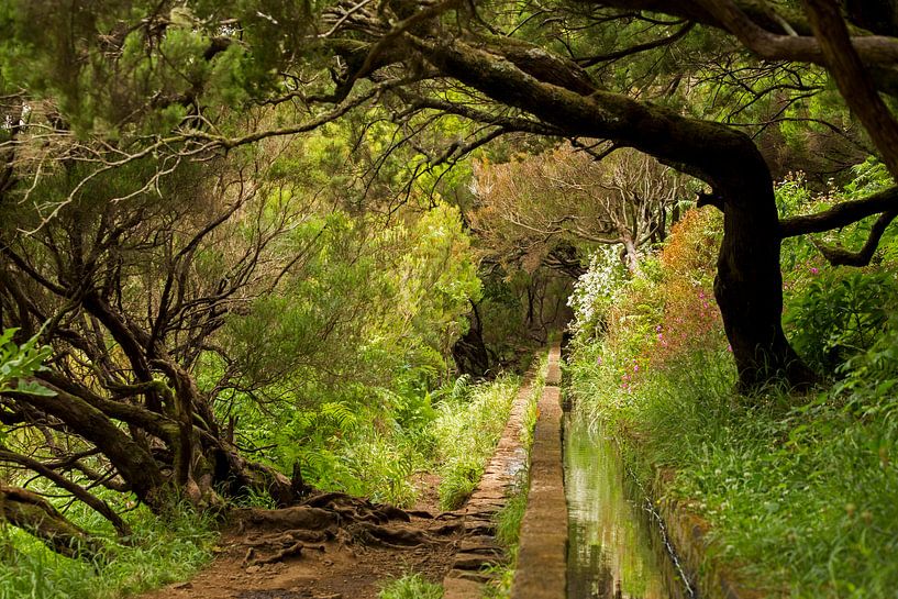 Levada wandelingen over het bloemeneiland Madeira van Paul Wendels