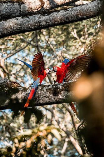 Perroquets en interaction brûlante sur une branche d'arbre